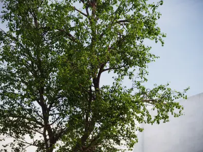 Large forest tree 3D model