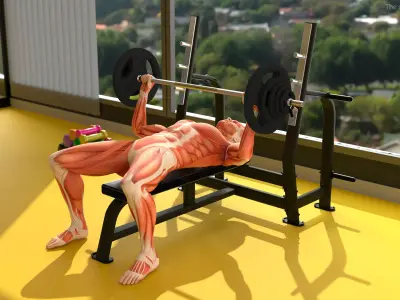  Anatomy Male Muscular System Bench Press Animated Rigged 