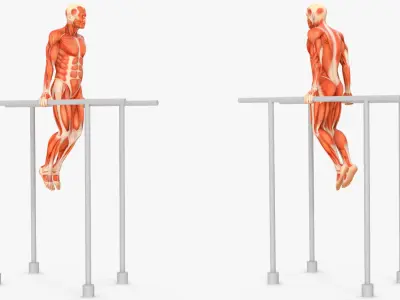  Anatomy Male Muscular System Chest Dip Animated Rigged for Cinema 4D 