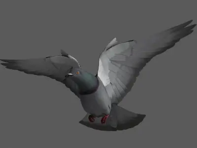  Dark Rock Pigeon (Animated) 