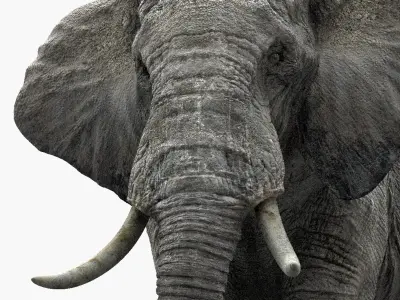  African Elephant (Animation) (Rigged) 