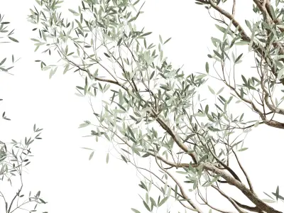 Olive tree in an old earthenware vase indoor collection 266 3D model