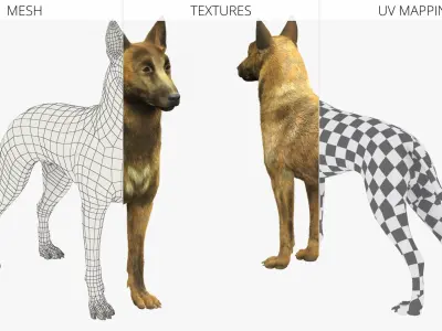  Shepherd Dog Standing Gold Brindle Fur 