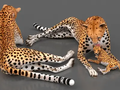  Cheetah Mother and Cub Lying Down 