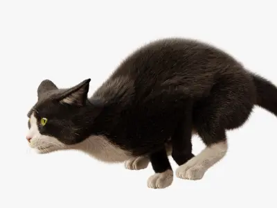  Cat Tuxedo Rigged Animated 