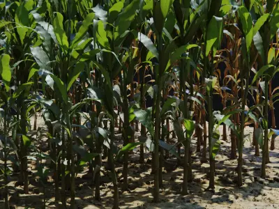  Corn Plants 15 Types in 5 Ages - PBR AssetKit 