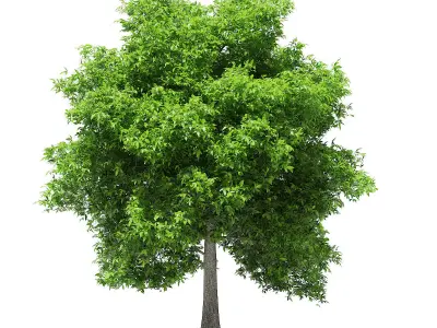 Avocado Tree 3D model