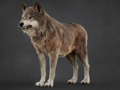  Wolf XGEN-CORE ANIMATED 