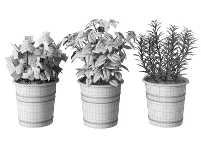 Kitchen herbs 3D model