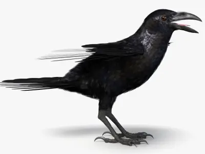  Crow Wild Bird Species Black 