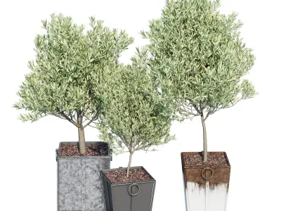 Trinway three olive trees in pots 3D model