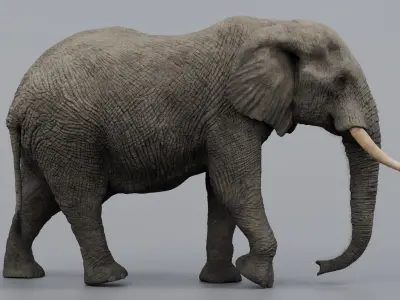  Elephant African Rigged 
