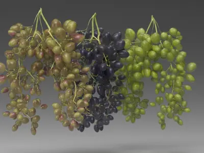 Grape 3D model