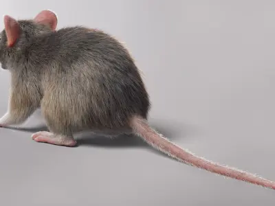  House Mouse with Fur 