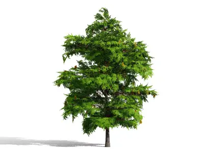 North American Honey Locust Tree Low-poly 3D model