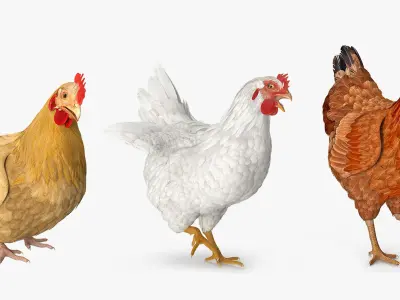  Chickens Rigged for Maya Collection 