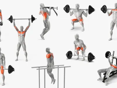  Male Muscular System Big Collection 