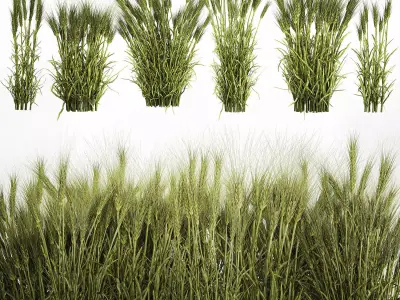 plants from six bushes of green ears of wheat for landscaping 3D model