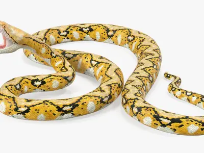  Reticulated Python Rigged for Cinema 4D 