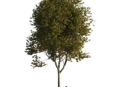 Platanus x hispanica L size    5 different models 3D Model Pack