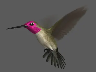  Anna's Hummingbird (Animated) 