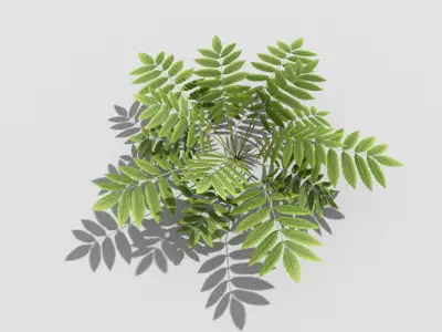 Low poly Plant fern Low-poly 3D model