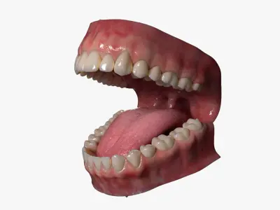  Mouth (Rigged) 
