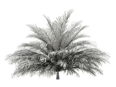 Butia Palm Tree 3D Model 2m 3D model