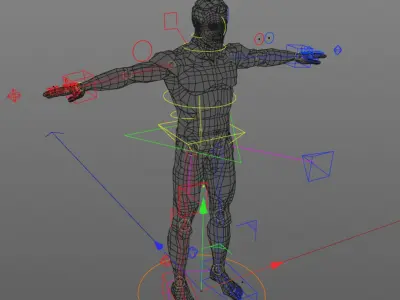  C4D Male and Female Anatomy V07 