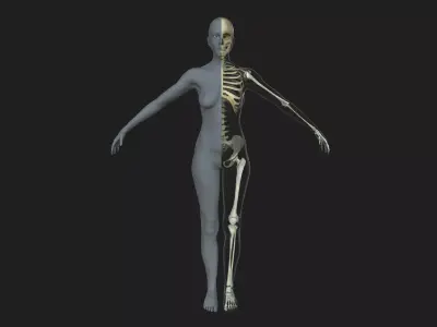 Female Skeleton with Skin 3D model