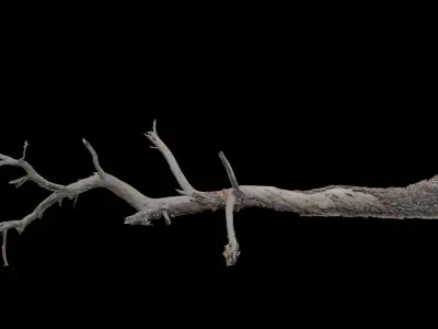 PBR 8K Pine Tree Fallen Dead Scan Big 3D model