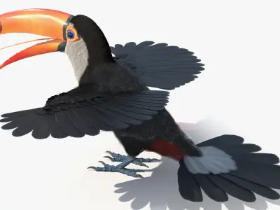  Toco Toucan Bird Wings Open Fur for Cinema 4D 