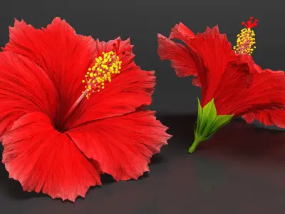  Blooming Red Hibiscus Flower 