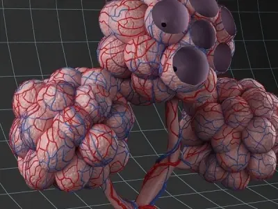Anatomy pulmonary alveolus 3D model