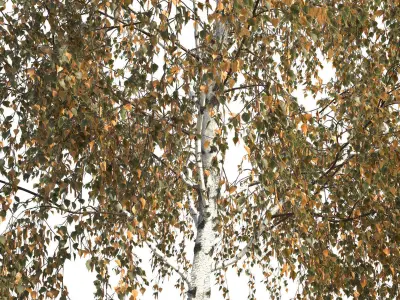 Betula pendula 201AU 3D model