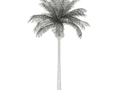 Bottle Palm Tree 3D Model 6m 3D model