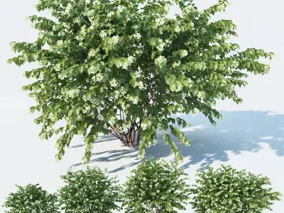 Philadelphus Coronarius 4 versions 3D model