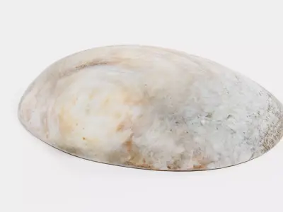 Clam V3 - Realistic Hard Shell 3D model