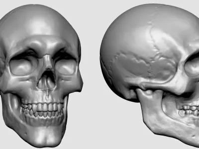Skull for 3DPrint 3D print model