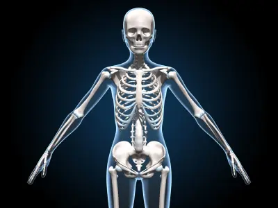 Female Muscular Skeletal - Advanced Rig 3D model