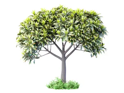 Outdoor garden plant tree shrub 3D model