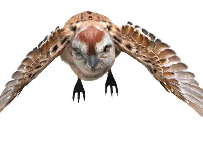  American Sparrow Fur Animated Rigged 