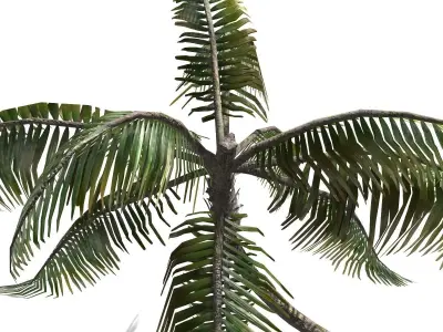 Palm -00007 Low-poly 3D model