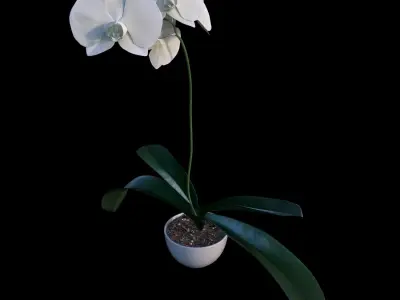 Orchid in pot 3D model
