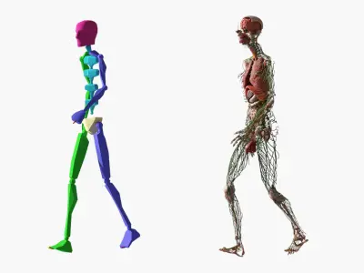  Digestive and Lymphatic System Male Anatomy Rigged 