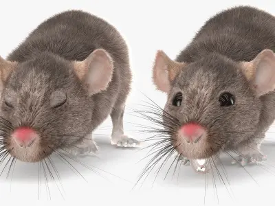  Gray Rat Running Fur Animated Rigged 