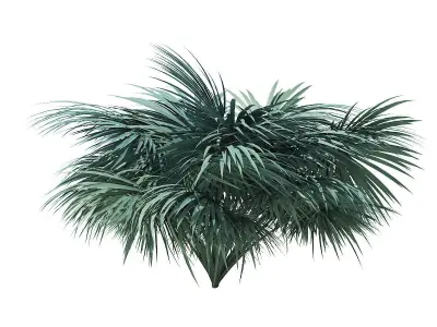 Silver Fan Palm Tree 3D Model 3m 3D model