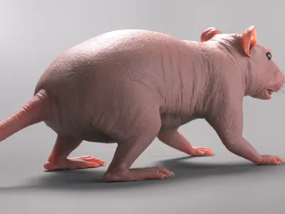  Rat Hairless 