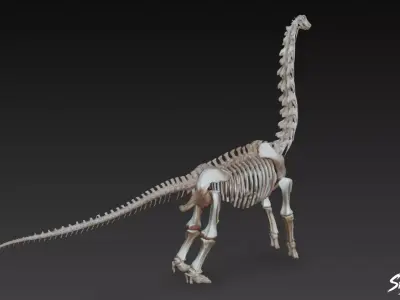 Brachiosaurus fossil   Low-poly 3D model