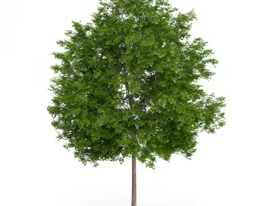 Maidenhair Tree Ginkgo biloba 3D model